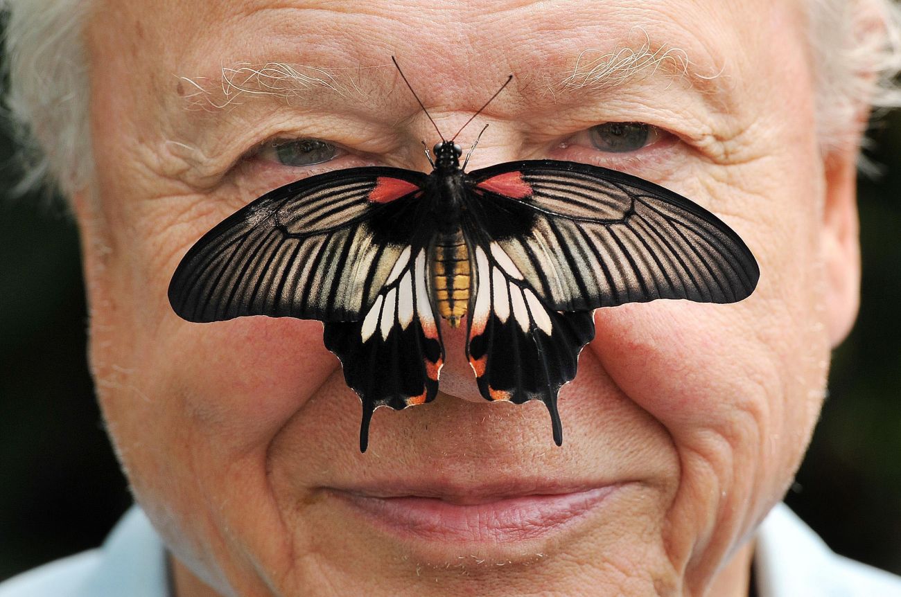 Galéria: 7 dolog, amit nem tudtál Sir David Attenborough életéről